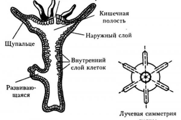 Kraken маркетплейс зеркала